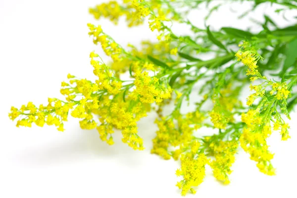 stock image Yellow field flower isolated on white