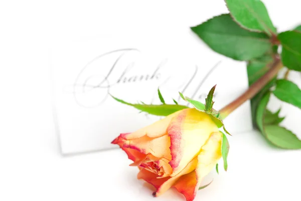 Žlutá červená růže a kartu s slova Děkuji izolovaných na — Stock fotografie