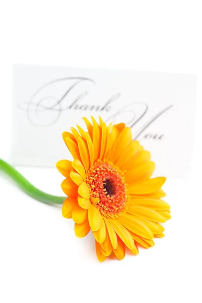 Gerbera and a card signed thank you isolated on white — Stock Photo, Image