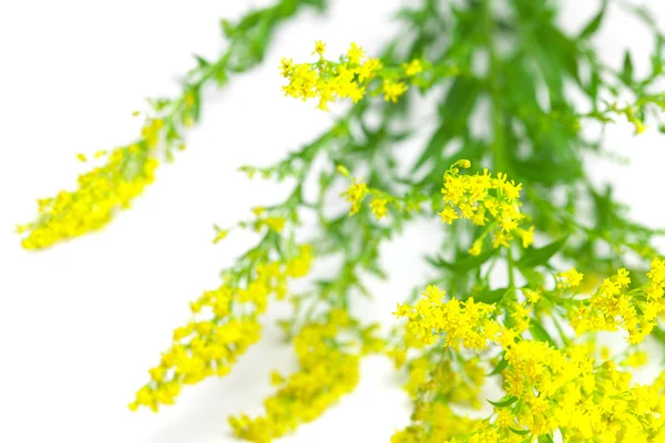 stock image Yellow field flower isolated on white