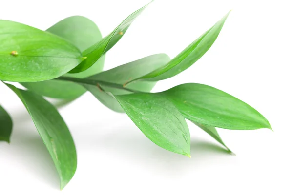 Rama con hojas verdes aisladas en blanco —  Fotos de Stock