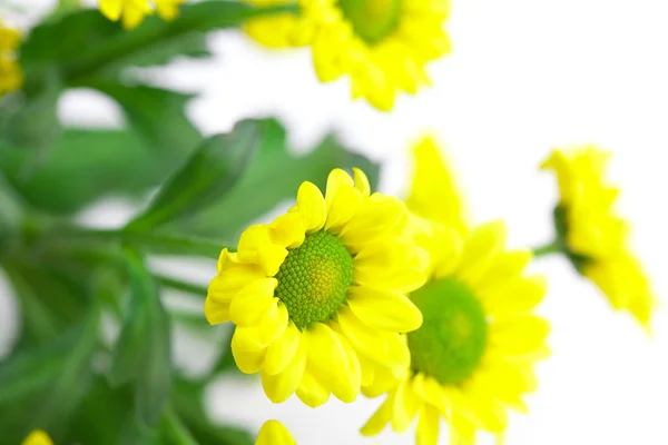 Gelbe Gänseblümchen isoliert auf Weiß — Stockfoto