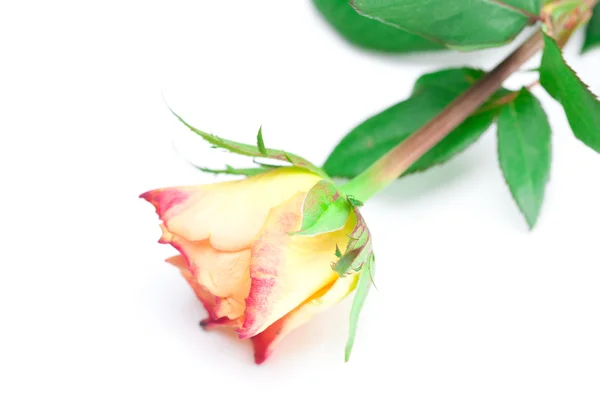 Rosa rossa gialla isolata su bianco — Foto Stock