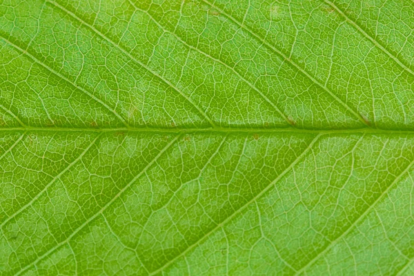 Primo piano dell'albero verde delle foglie — Foto Stock