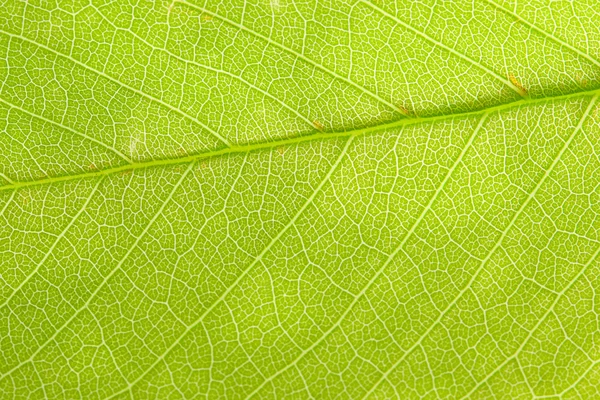 Detail zelený list stromu — Stock fotografie