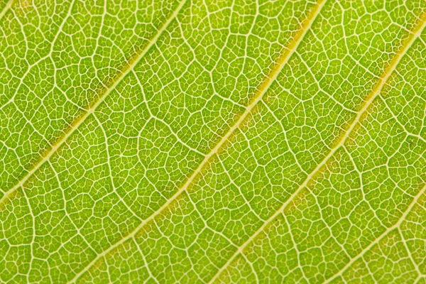 Zbliżenie zielony liść drzewa — Zdjęcie stockowe