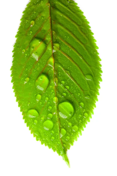 Primer plano de las hojas verdes con grandes gotas de agua — Foto de Stock