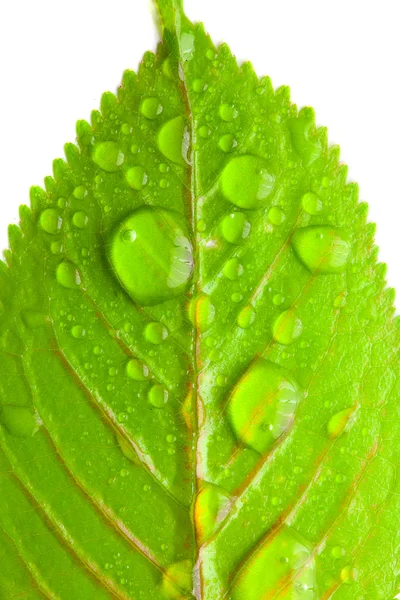 Zbliżenie zielony liść z duże krople wody — Zdjęcie stockowe