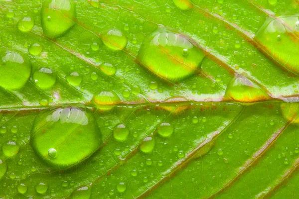 Крупным планом зеленых листьев с большими капельками воды — стоковое фото