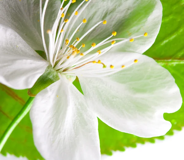 Primo piano di foglia verde e fiore bianco — Foto Stock