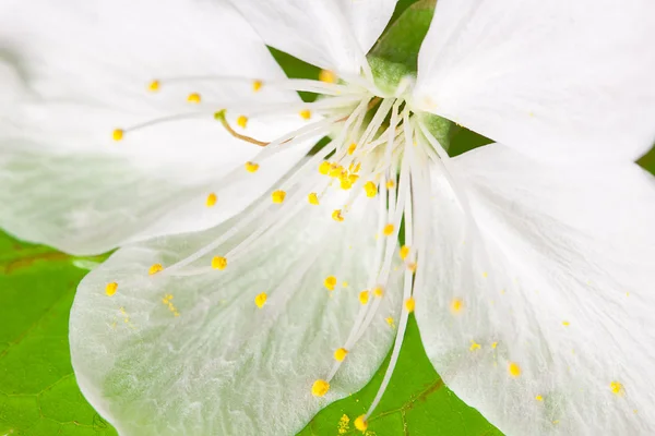 Close-up of green leaf and white flower — Stock Photo, Image