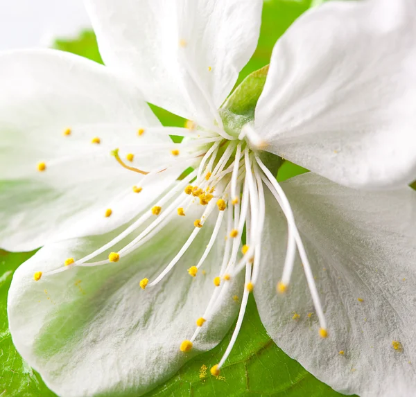 Крупным планом зеленый лист и белый цветок — стоковое фото