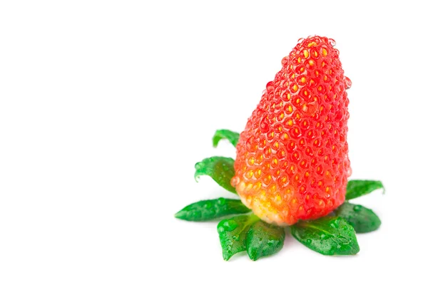 用水大汁多红色成熟的草莓滴上孤立的 whi — 图库照片