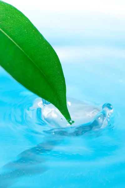 Vattendroppe och gröna blad på en blå bakgrund — Stockfoto