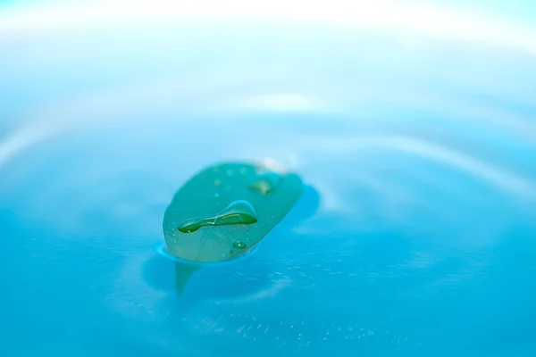 Goccia d'acqua e foglie verdi su sfondo blu — Foto Stock