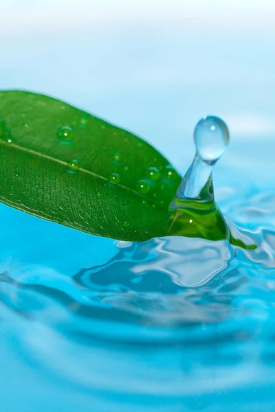 Kapka vody a zelené listy na modrém pozadí — Stock fotografie