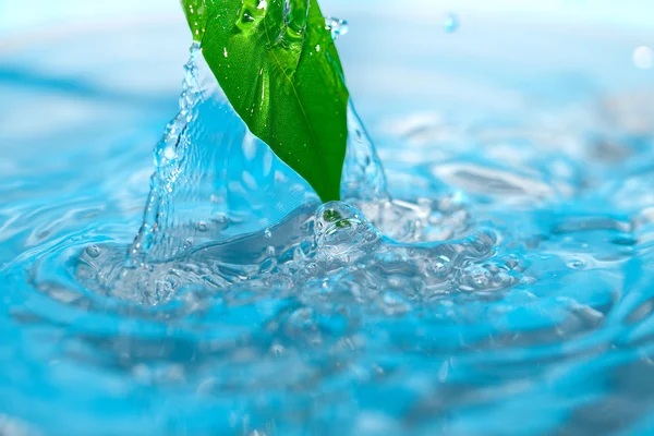 Капли воды и зеленые листья на голубом фоне — стоковое фото
