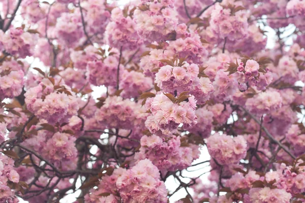 Arka plan sakura çiçek — Stok fotoğraf