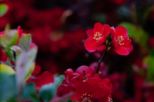 Czerwony wiosennych kwiatów — Zdjęcie stockowe