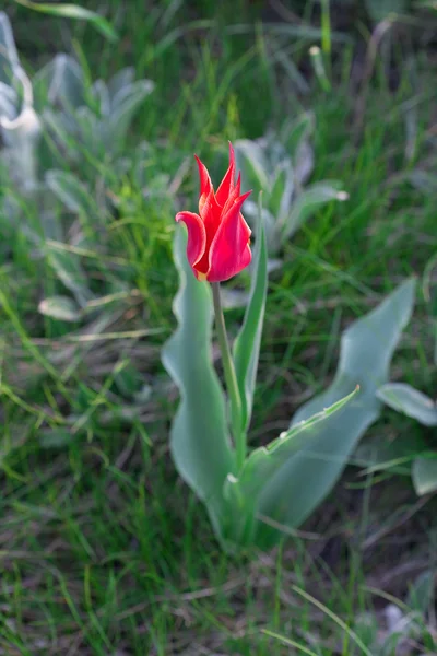 Красиві червоні тюльпани в міському парку — стокове фото