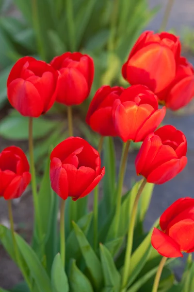 Beautiful red tulips in city park — Stock Photo, Image