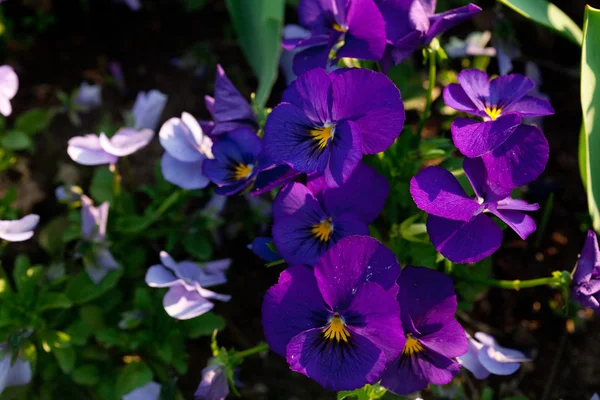 Mooie viooltjes in een stadstuin — Stockfoto