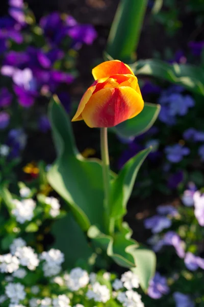 Vackra tulpaner och penséer i parken — Stockfoto