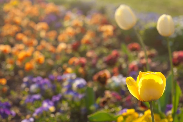 Schöne Tulpen im Stadtpark — Stockfoto