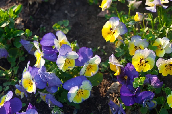 Mooie tulpen en viooltjes in het park — Stockfoto