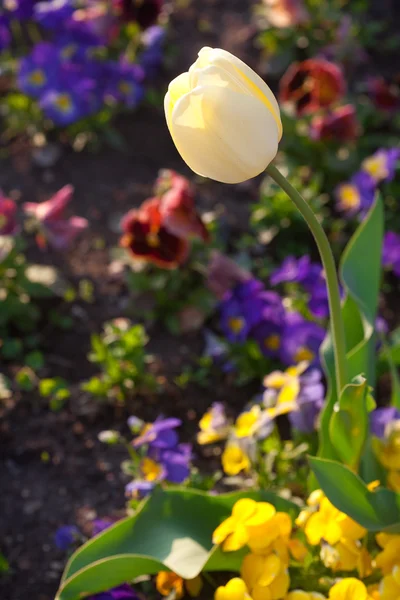 Beautiful tulips and pansies in the park — Stock Photo, Image