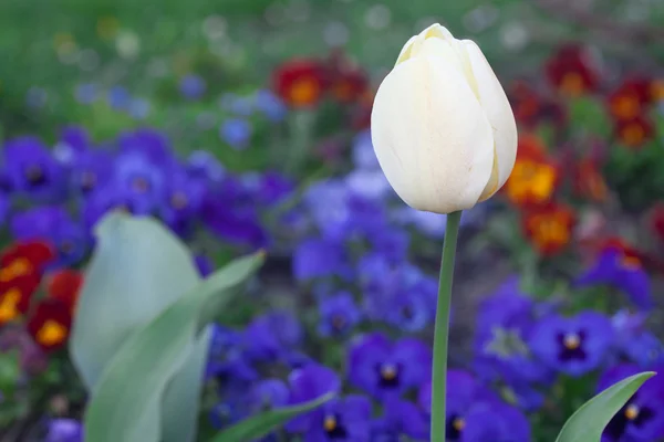 Красивые тюльпаны и пансионы в парке — стоковое фото