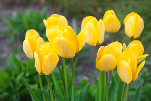 Beautiful tulips in city park — Stock Photo, Image
