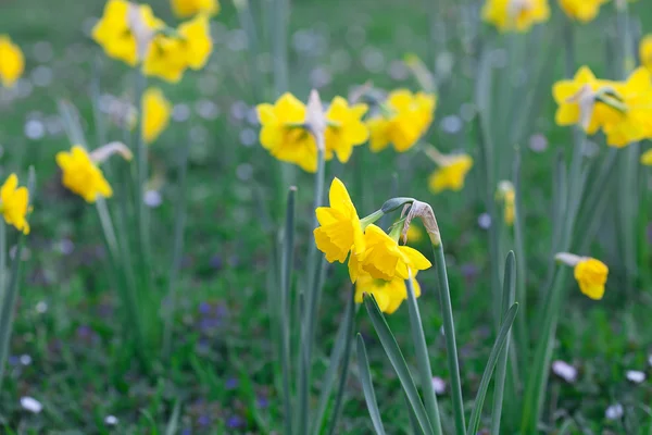 Krásný Narcis v parku — Stock fotografie