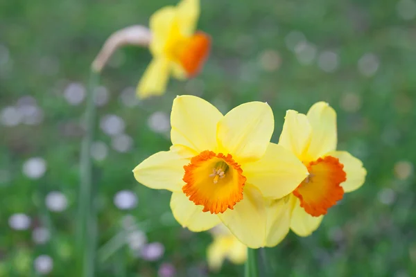 Krásný Narcis v parku — Stock fotografie