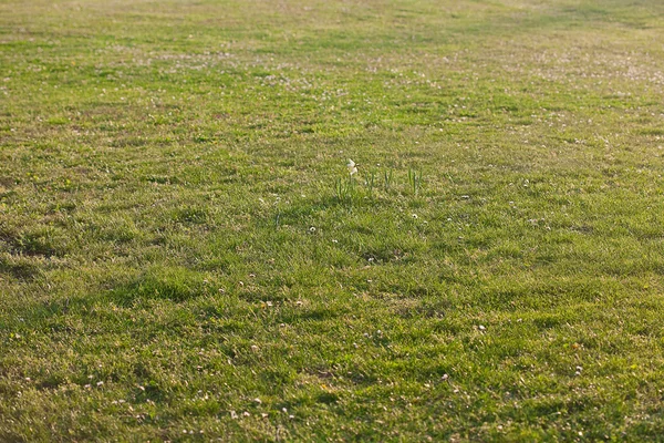 Bakgrund av våren grönt gräs — Stockfoto