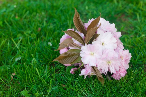 Background of spring green grass and flower sakura — Stock Photo, Image