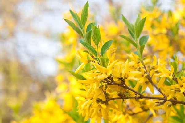 Jonge voorjaar groen gebladerte en gele bloemen — Stockfoto