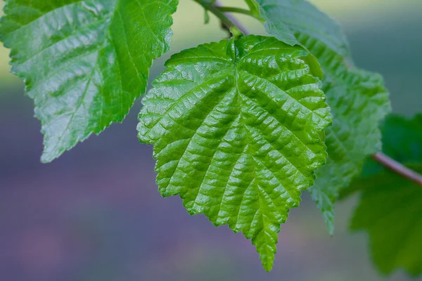 Φύλλα πράσινο όμορφη άνοιξη — Φωτογραφία Αρχείου