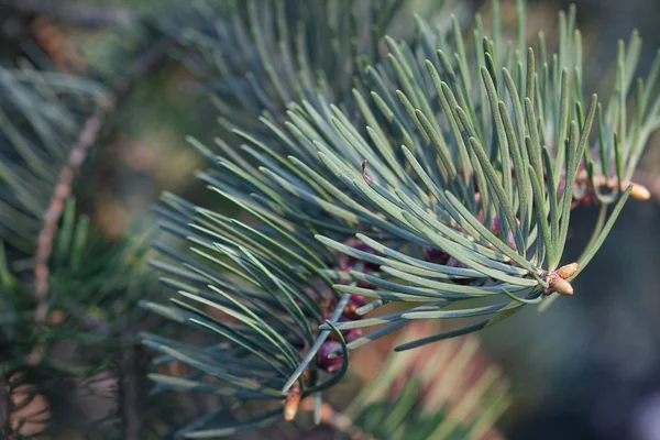 Young spruce with cones — Stock Photo, Image