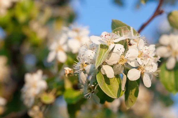 Яблочные цветы против голубого неба — стоковое фото