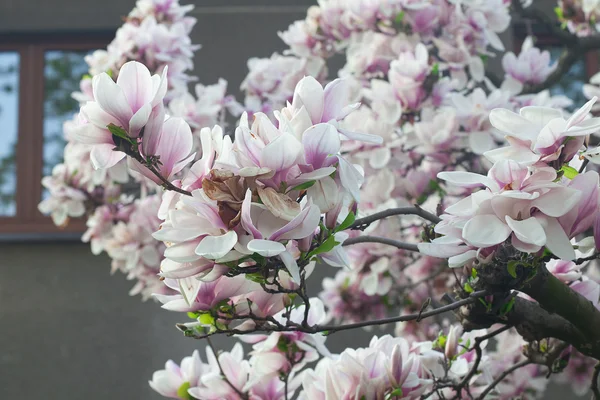 Magnolia tree in the background of the house — Stock Photo, Image