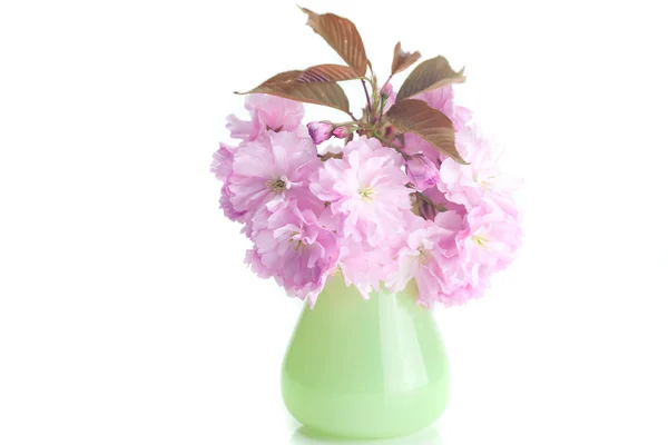 stock image Sakura flower in vase isolated on white