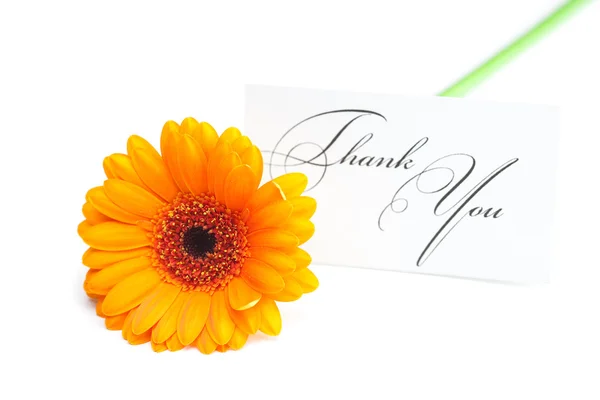 Gerbera and a card signed thank you isolated on white Royalty Free Stock Images