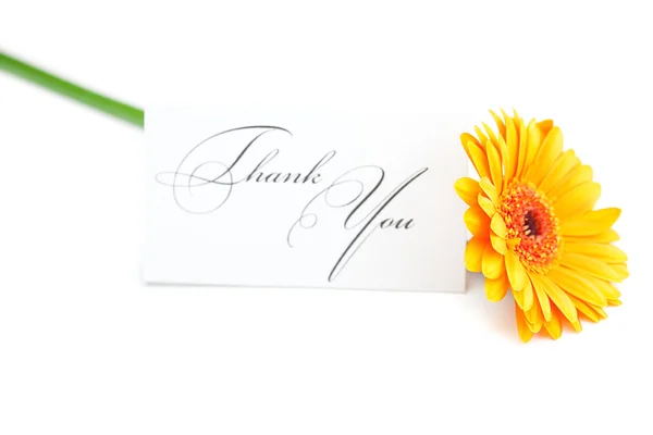 Gerbera and a card signed thank you isolated on white Stock Picture