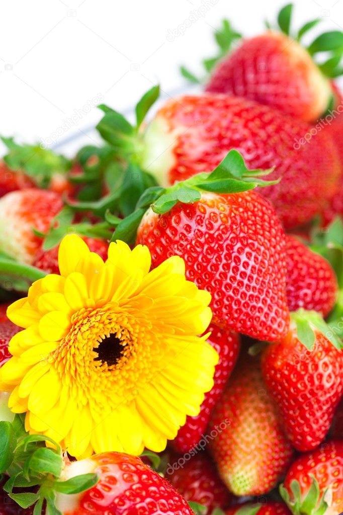 Background of red big juicy ripe strawberries and flower