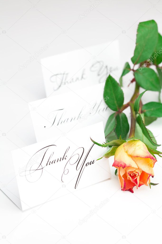 Yellow red rose and a card with the words thank you isolated on