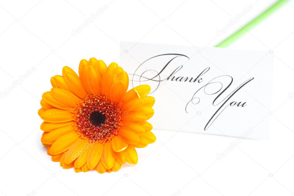 Gerbera and a card signed thank you isolated on white