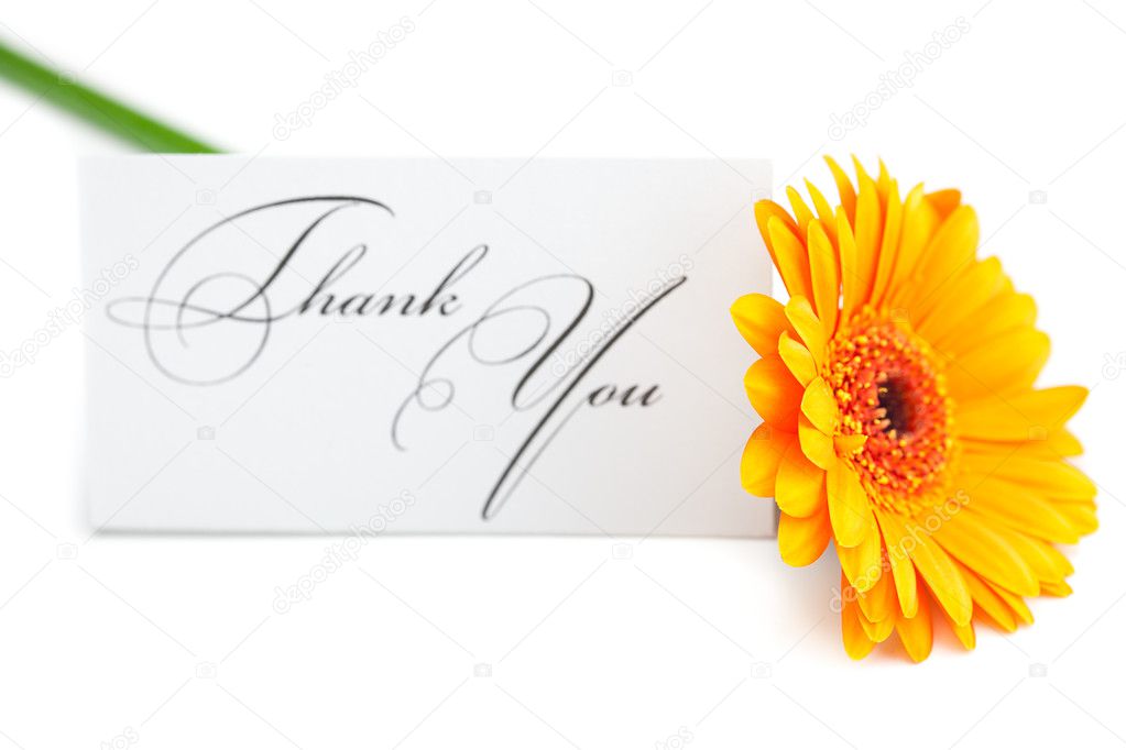 Gerbera and a card signed thank you isolated on white