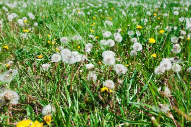 dandelions arka alan