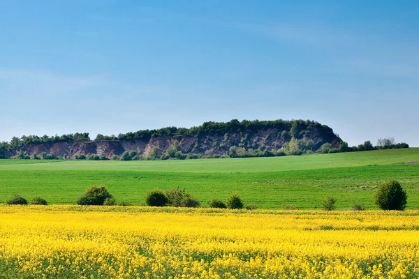 Campo de violación amarilla y colinas contra el cielo azul —  Fotos de Stock